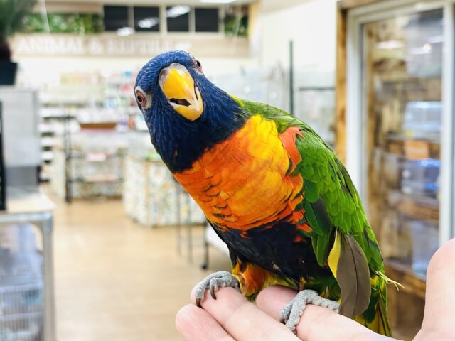 ゴシキセイガイインコ