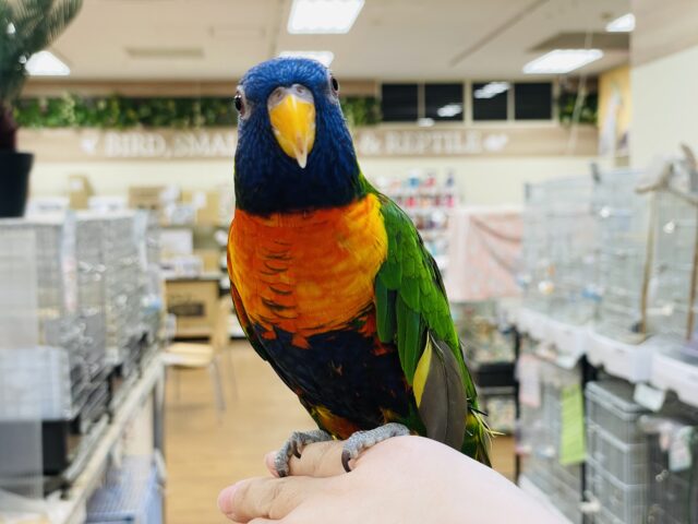 ゴシキセイガイインコ