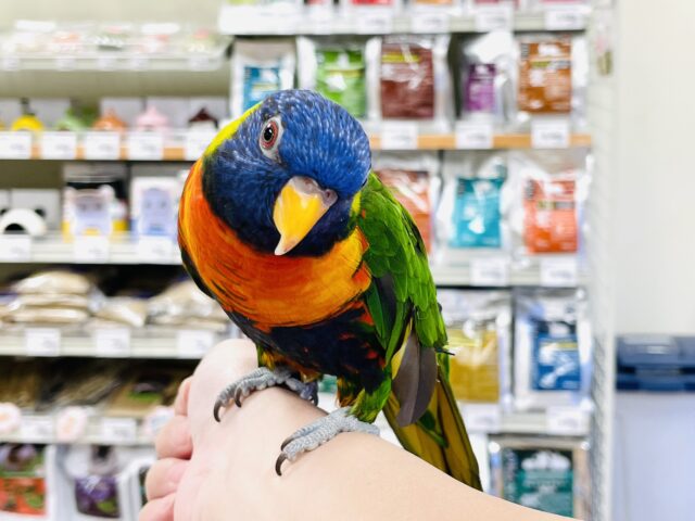 ゴシキセイガイインコ