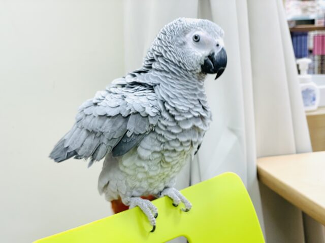 ヨウム