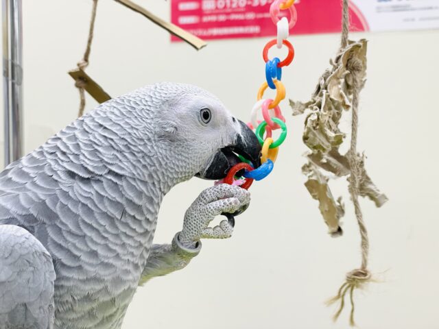 ヨウム