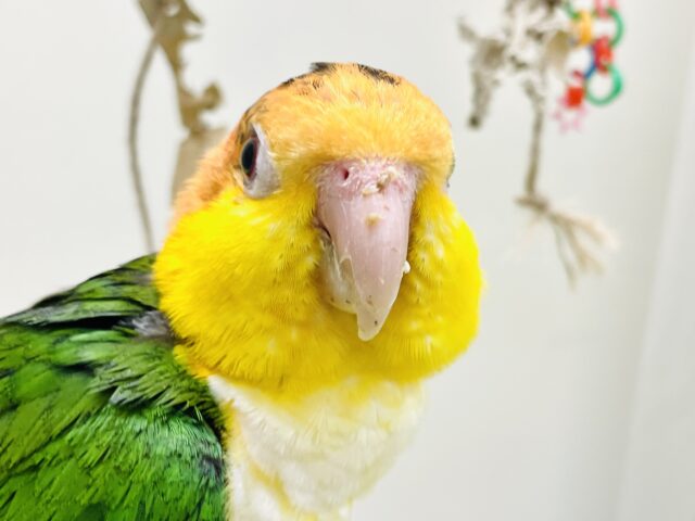 シロハラインコ