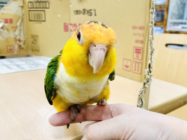シロハラインコ