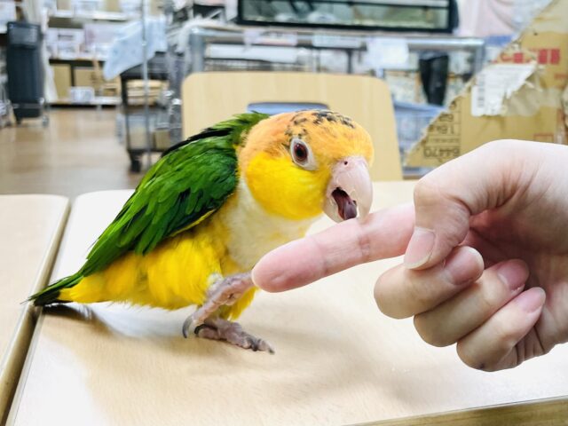 シロハラインコ