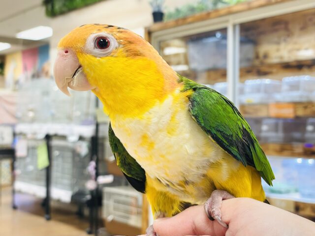 シロハラインコ