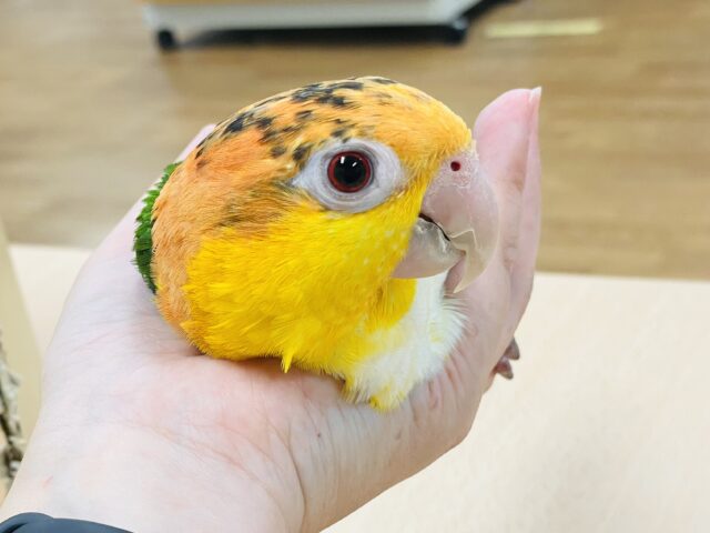 シロハラインコ