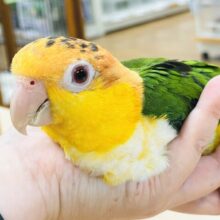 【最新画像🪄】行動が可愛すぎます♡♡シロハラインコ（女の子）