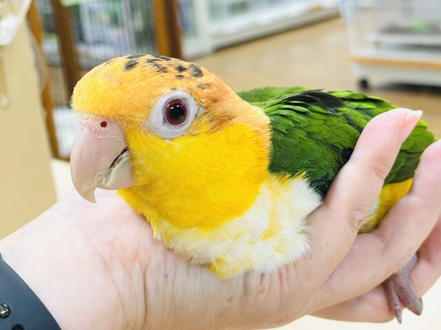 【最新画像🪄】行動が可愛すぎます♡♡シロハラインコ（女の子）