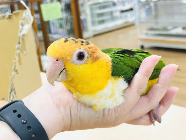 シロハラインコ