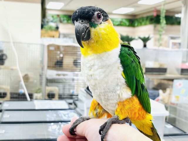 ズグロシロハラインコ