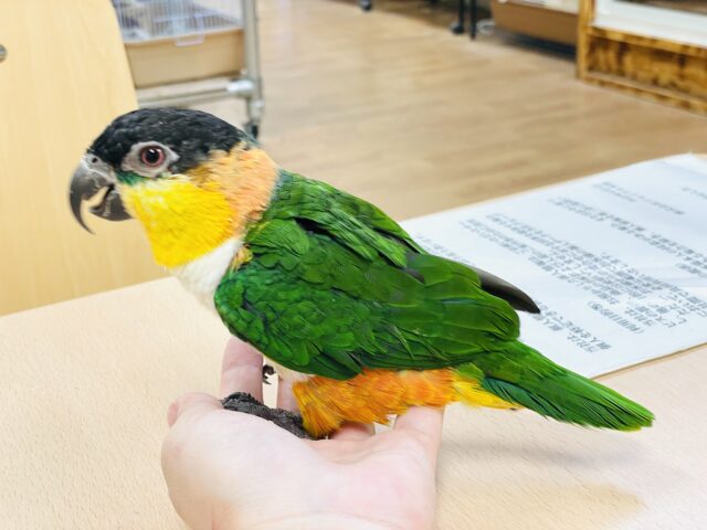 ズグロシロハラインコ