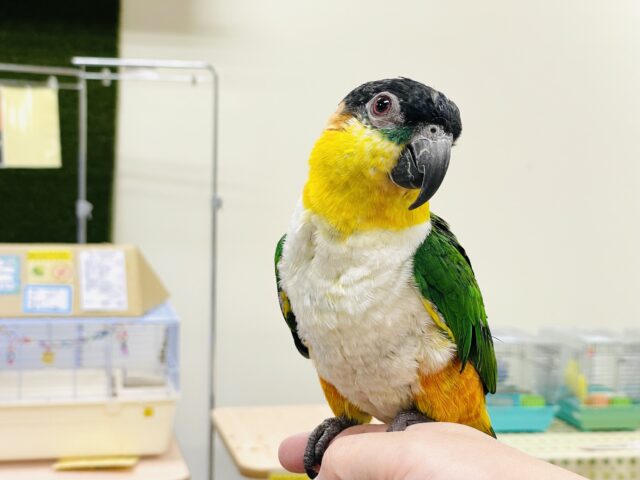 ズグロシロハラインコ