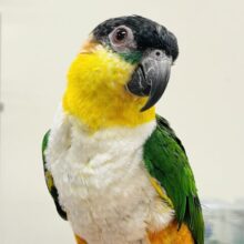 【最新動画】黒い頭が魅力的な元気っ子💕ズグロシロハラインコ（男の子）