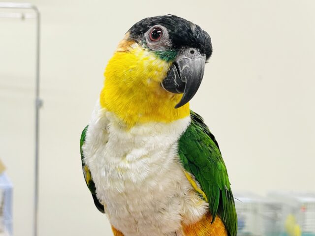 【最新動画】黒い頭が魅力的な元気っ子💕ズグロシロハラインコ（男の子）