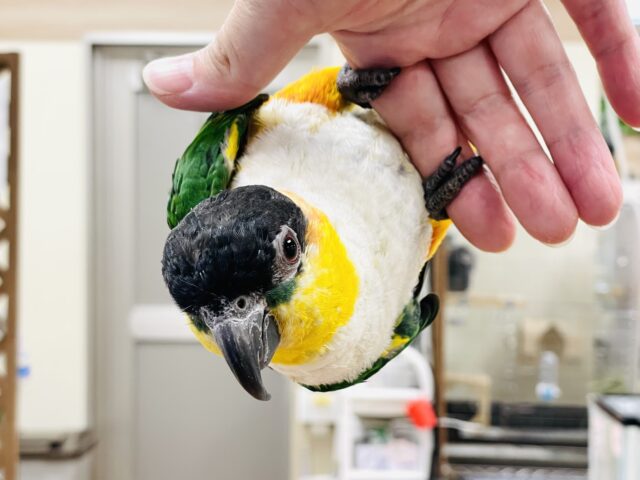 ズグロシロハラインコ