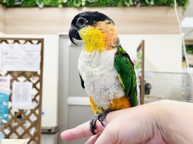 ズグロシロハラインコ
