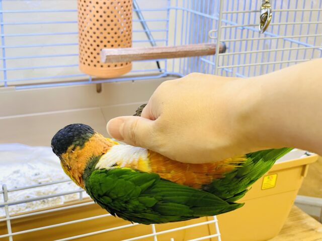 ズグロシロハラインコ
