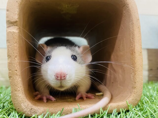 ファンシーラット