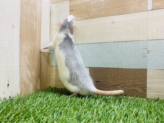 ファンシーラット
