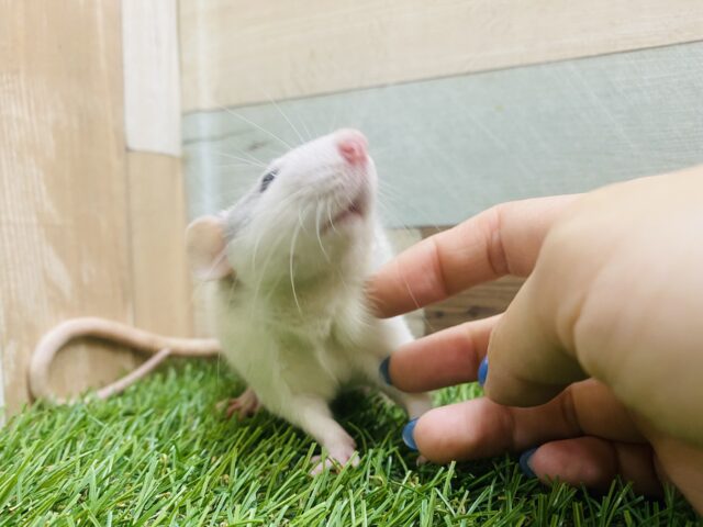 ファンシーラット