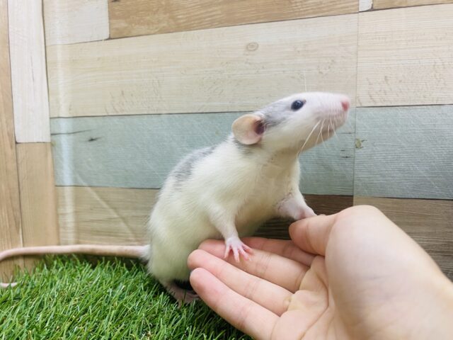ファンシーラット