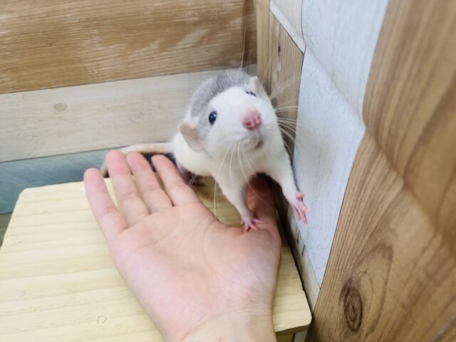 ファンシーラット