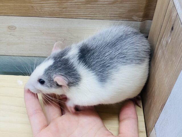 ファンシーラット