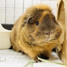 【最新動画】珍しい超激かわアルパカモルモットちゃん登場‼️