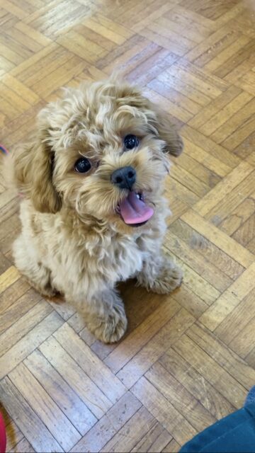 最新画像＆動画更新🆙元気モリモリ🐾💨✨トイプー×ペキニーズのハーフくん入舎！