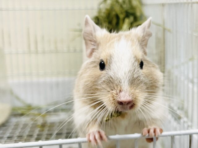 【最新画像】なんでそんなに可愛いの？？デグー（サンドパイド）男の子