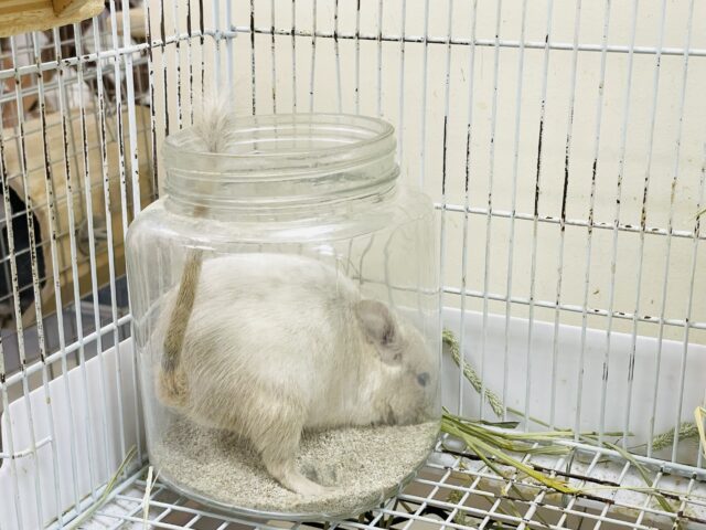 デグー