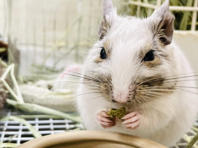 デグー