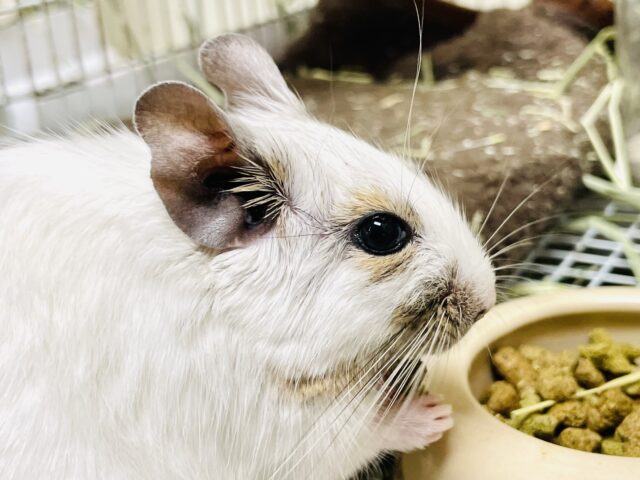 デグー