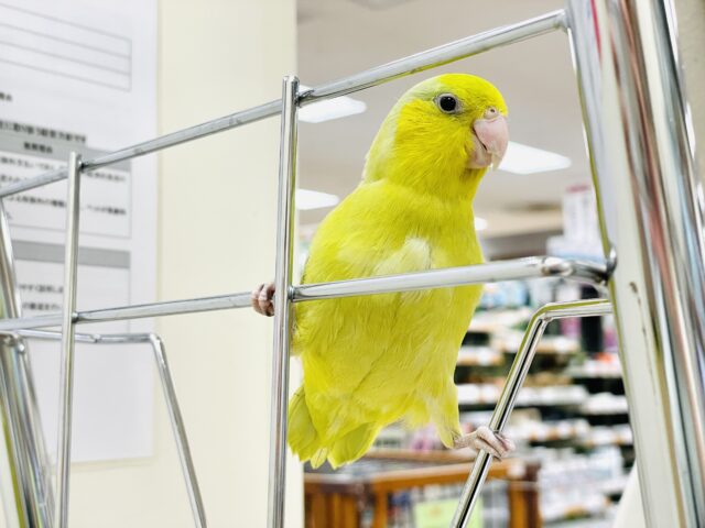 マメルリハ