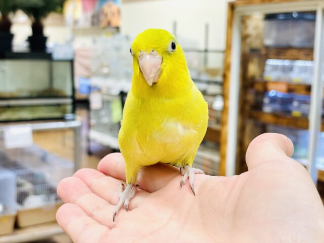 マメルリハ