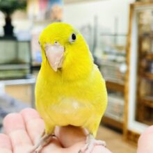 【最新画像】表情豊かなちっちゃいマメたん✨マメルリハ（アメリカンイエロー）男の子