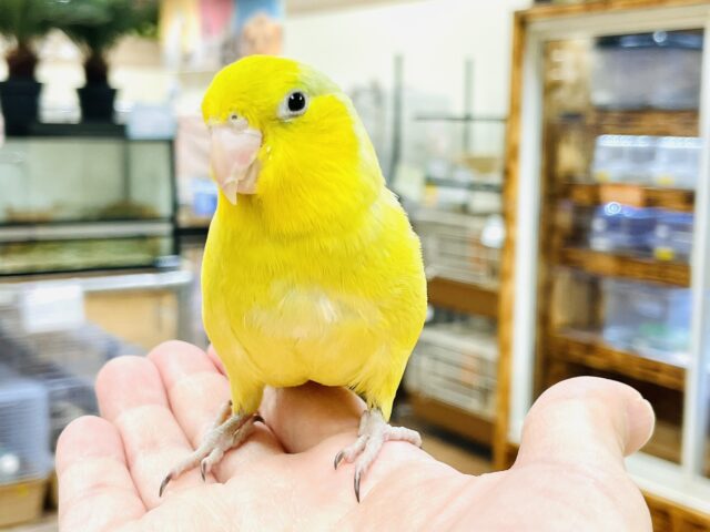 マメルリハ