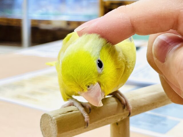 マメルリハ