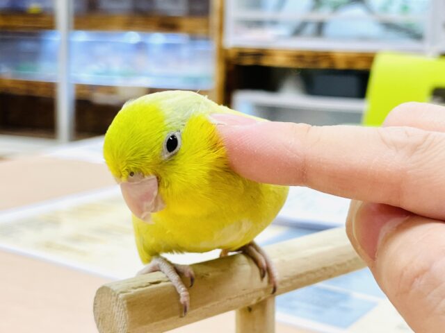マメルリハ