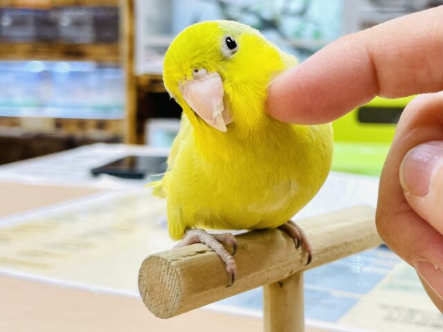 マメルリハ