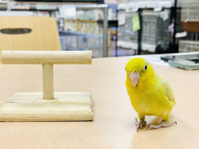 マメルリハ