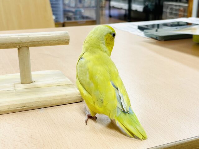 マメルリハ