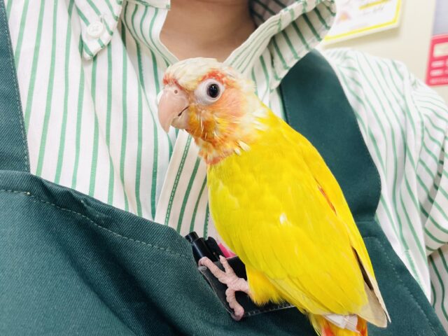 ホオミドリウロコインコ