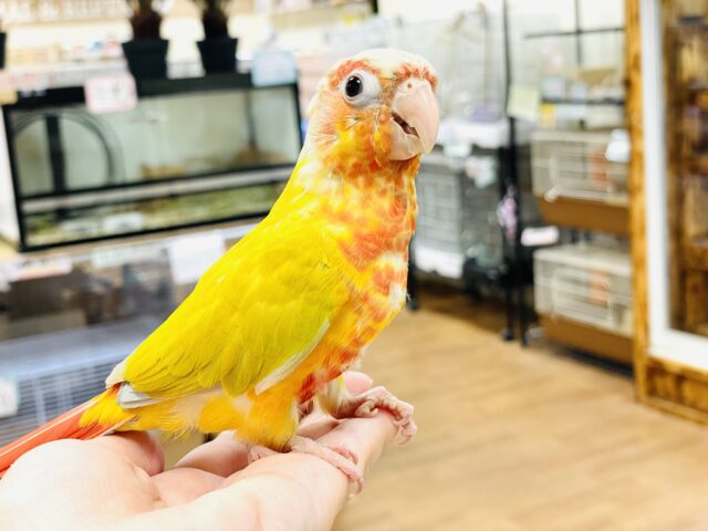 ホオミドリウロコインコ