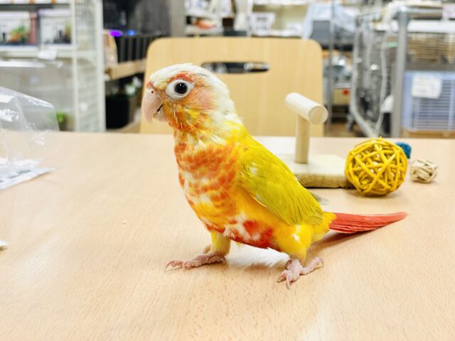 ホオミドリウロコインコ