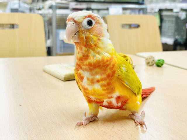 ホオミドリウロコインコ