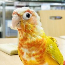 【最新画像】表情豊かで癒される🫧ホオミドリウロコインコ（サンチーク）ヒナ