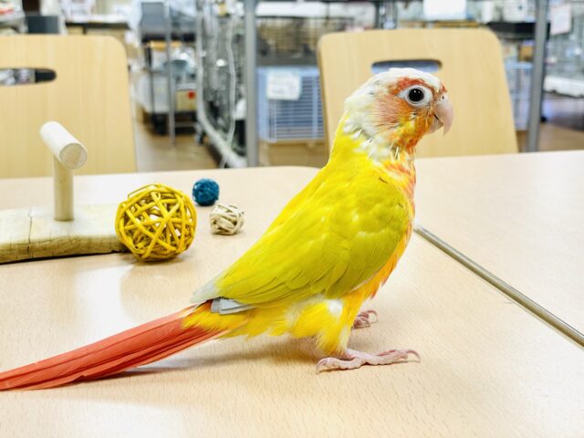 ホオミドリウロコインコ