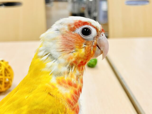 ホオミドリウロコインコ
