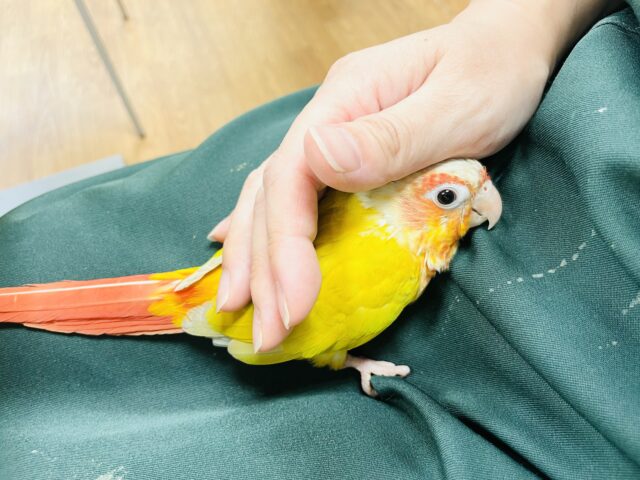 ホオミドリウロコインコ